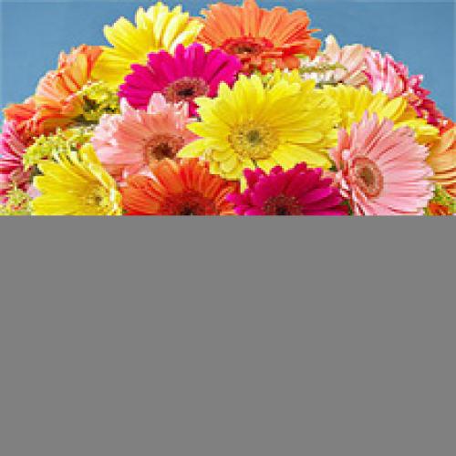 24 Pretty Mixed Gerberas